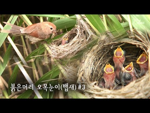 붉은머리오목눈이 관찰#3 새끼 돌보는 어미새 (뱁새 먹이주기/Vinous-Throated Parrotbill) - Youtube