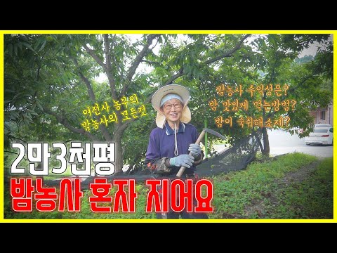 [농촌에살어리랏다] EP06 - 공주 평정율원 22년 햇밤 23,000평을 혼자 재배하는 밤재배 농장 방문