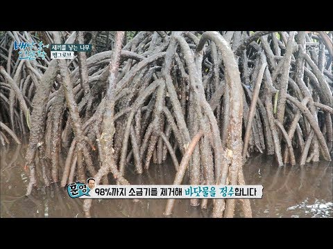새끼를 낳는 나무 ‘맹그로브’ [배낭 속에 인문학] 19회 20171017