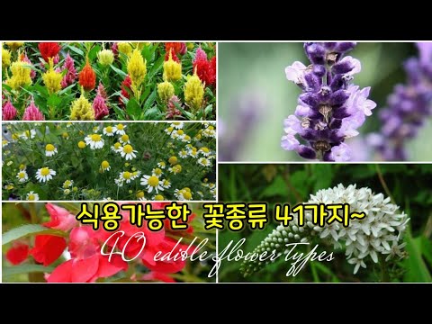 식용꽃종류,꽃차,독특한맛.아름다운꽃 Various flower tea types Beautiful flowers Unique taste