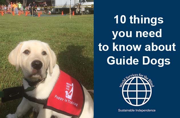 10 Things You Need To Know About Guide Dogs | Guide Dog Awareness Month —  World Services For The Blind