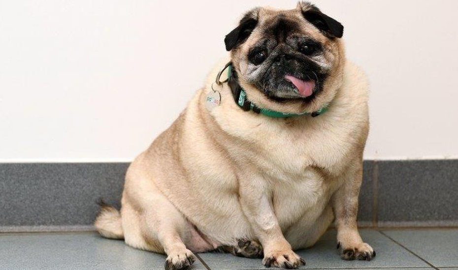Pug'S Weight Up To 'Toddler Size' After No Walks - Bbc News