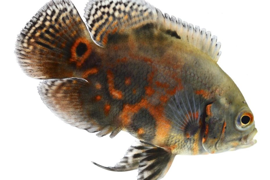Getting A Pet Carnivorous Fish? Learn How To Take Care Of It First - Pet  Ponder