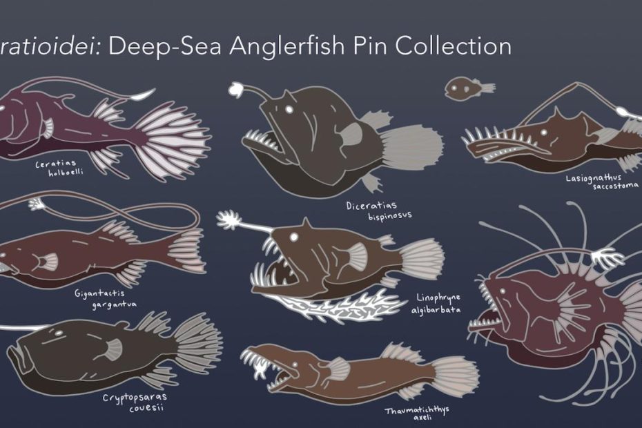 Ceratioidei: Deep-Sea Anglerfish Pin Collection By Hannah Comstock —  Kickstarter