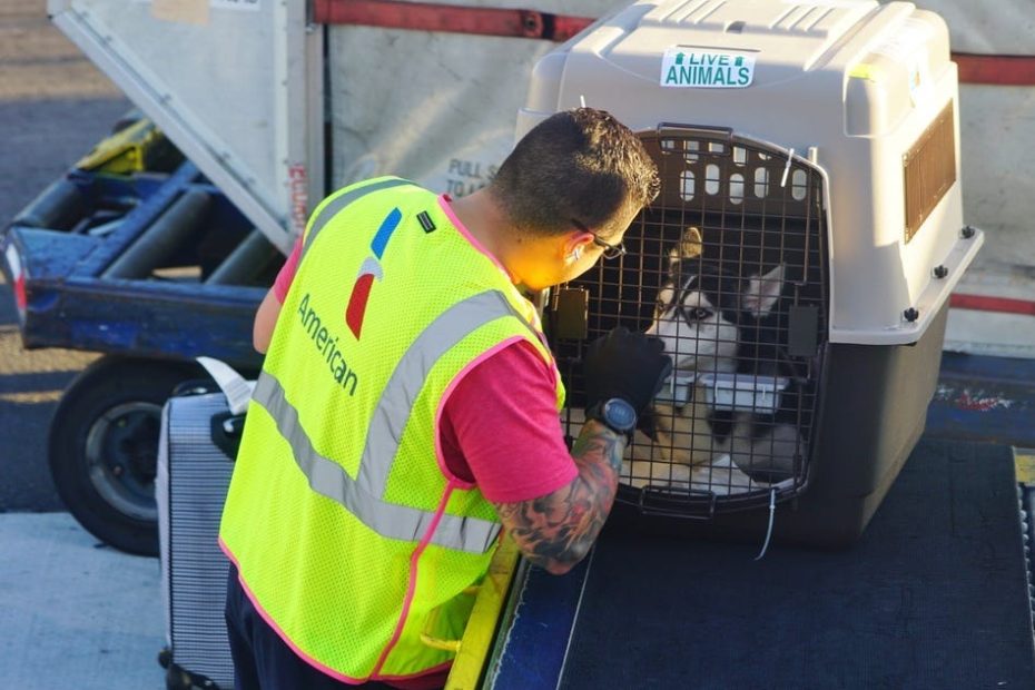 How Your Pets Are Transported On Commercial Airlines
