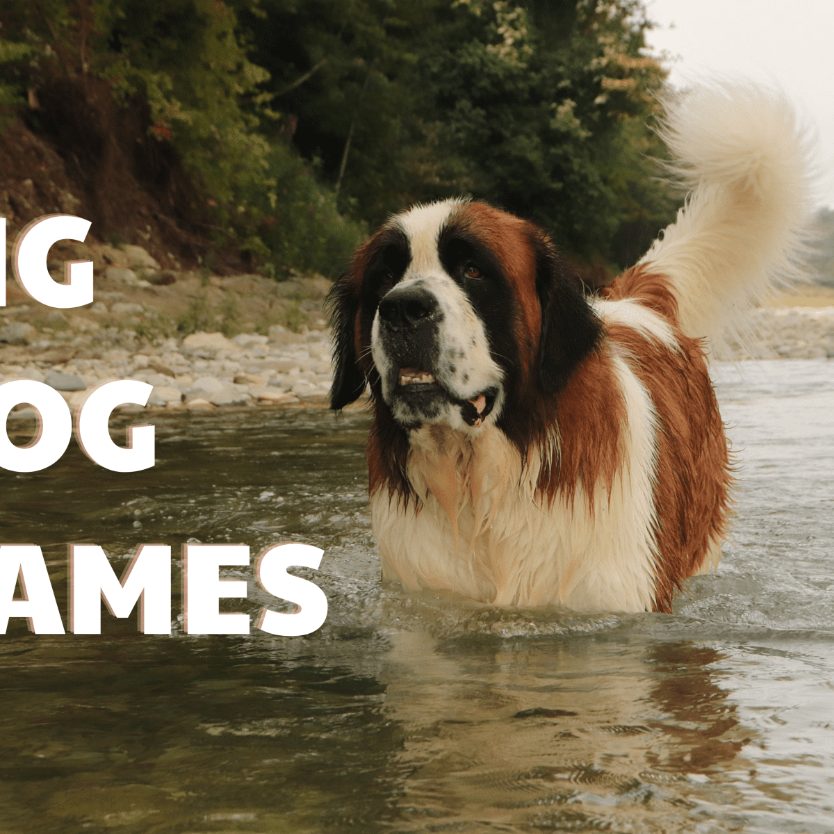300+ Big Dog Names (With Meanings) - Pethelpful