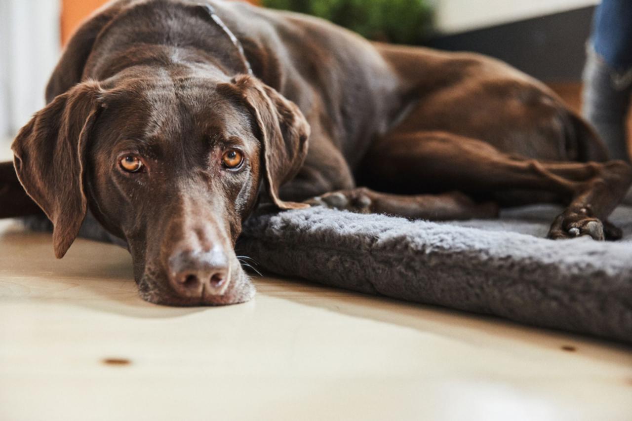 What Can I Safely Give My Dog For Pain?