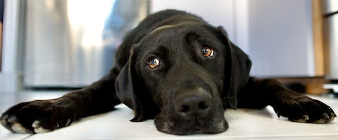 Do Dogs Get Sad? How To Help Your Downhearted Dog | Trustedhousesitters.Com