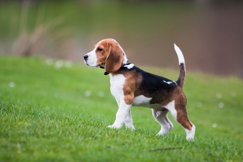 Beagle - All About Dogs | Orvis