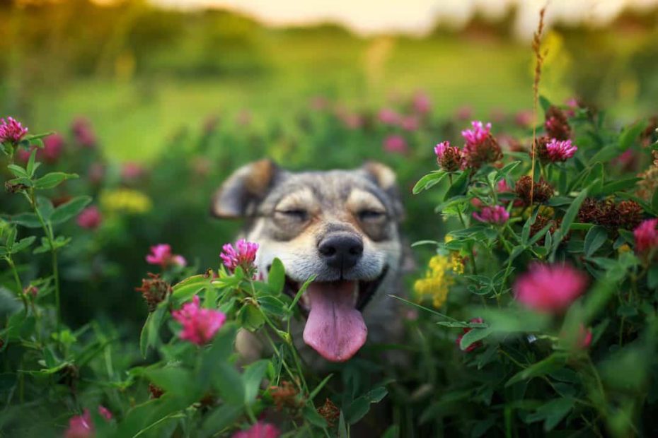 32 Shrubs, Flowers, And Plants Safe For Dogs | Betterpet