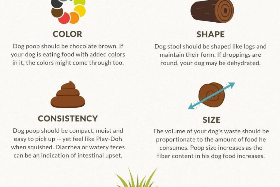All About Dog Poop: Dog Diarrhoea, Colour, And More | Purina