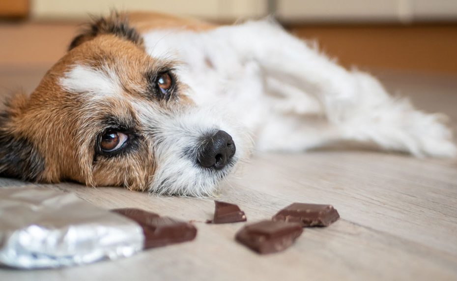 A Guide To Chocolate Poisoning In Dogs