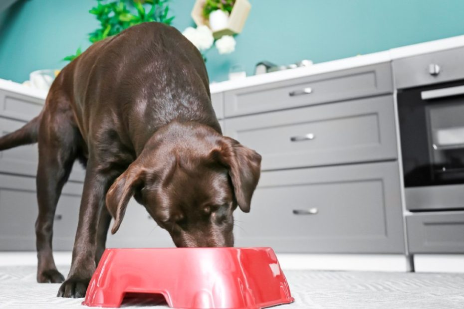Is Coconut Oil Good Or Bad For Dogs? The Surprising Truth