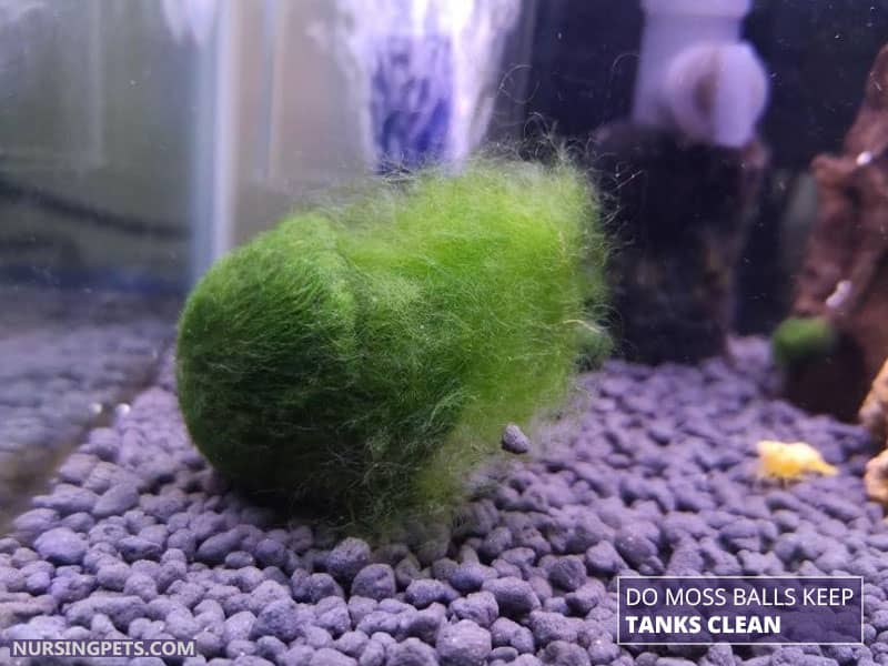 Are Moss Balls Good For Turtle Tanks? - Nursing Pets