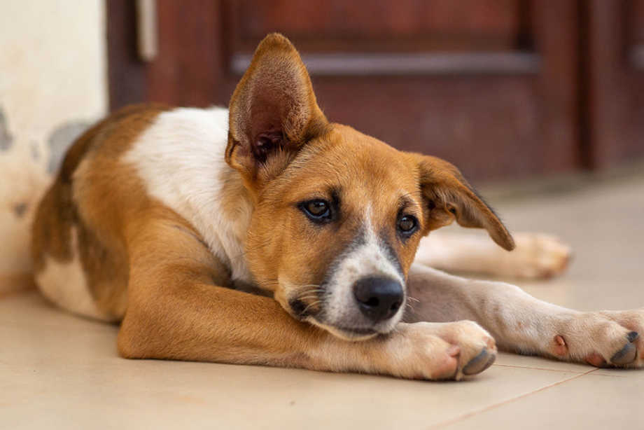 Bladder Stones In Dogs | Small Door Veterinary