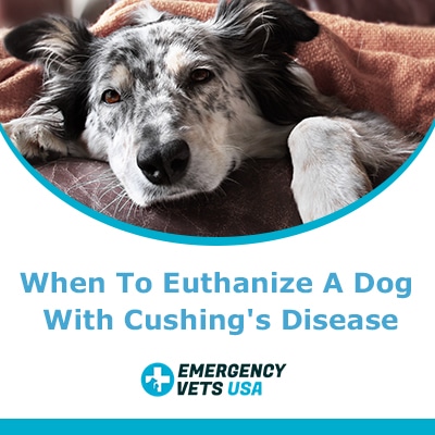 When To Euthanize A Dog With Cushing'S Disease | Saying Goodbye