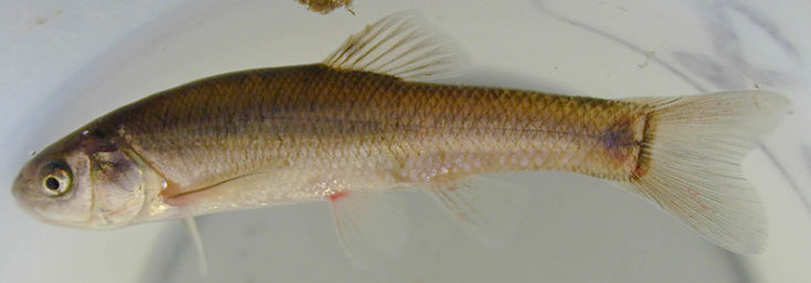 What Do Freshwater Minnows Eat? Diets And Feeding Habits Explored