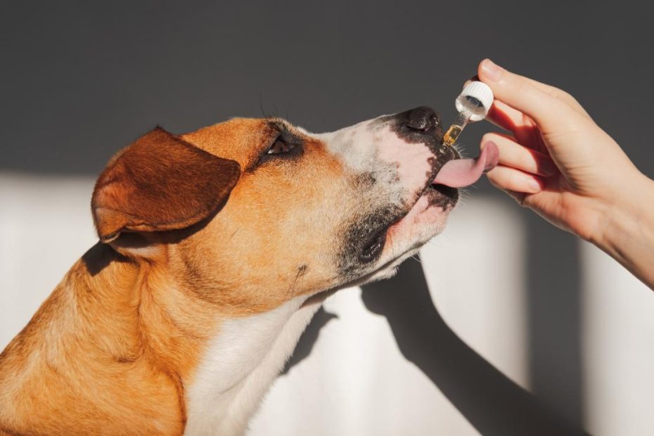 Cbd For Pets: What To Know About Benefits, Safety, And More - Goodrx