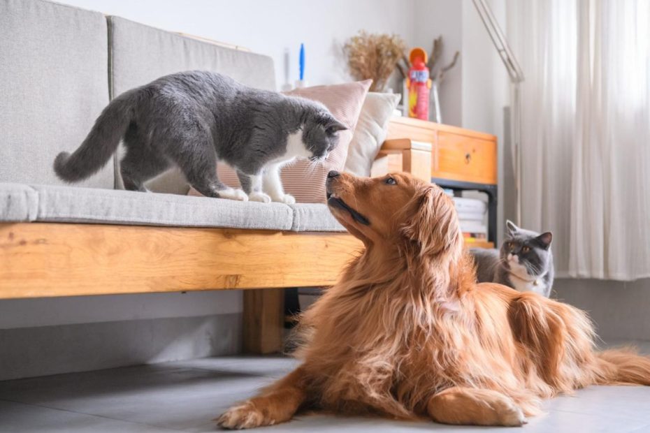 Cat Breeds That Get Along With Dogs | Reader'S Digest