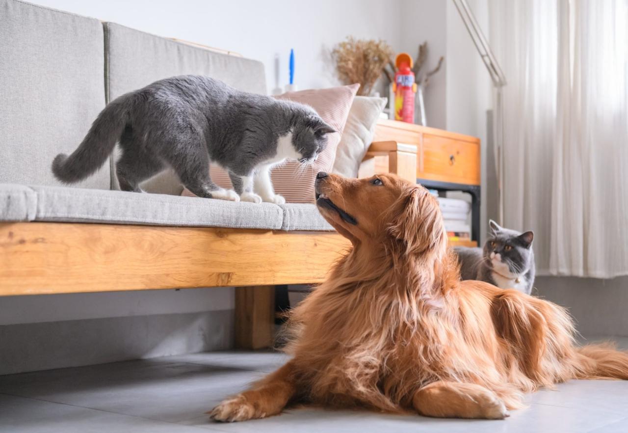 Cat Breeds That Get Along With Dogs | Reader'S Digest