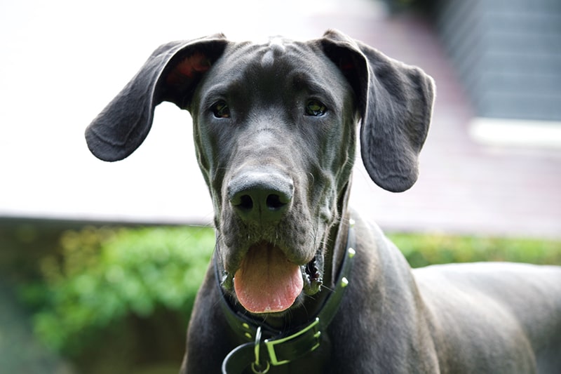 Great Danes: Personality, Diet, And More | Aspca Pet Health Insurance