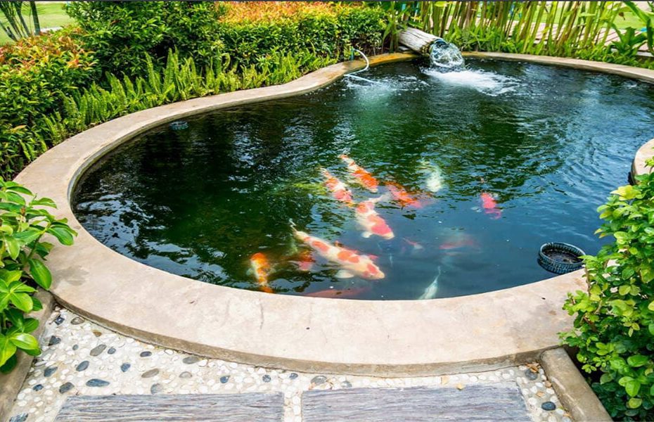 Create And Maintain A Healthy Pond Ecosystem – Living Water Aeration