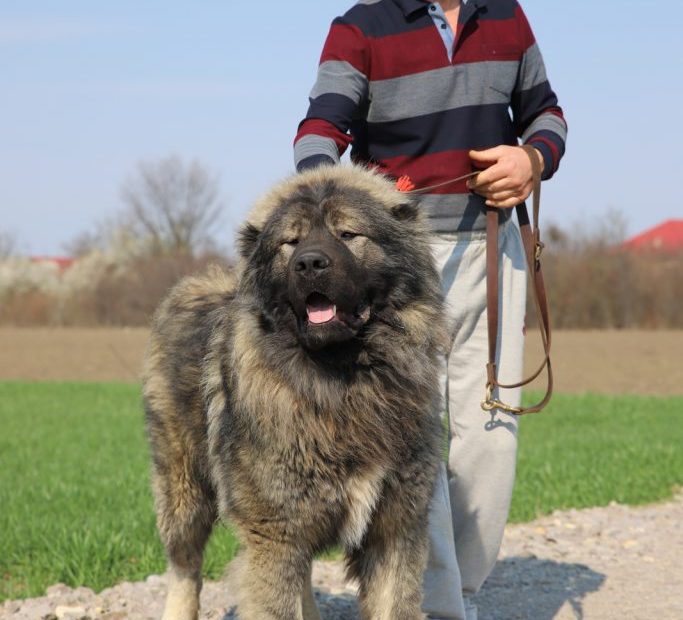Should I Own A Caucasian Shepherd Dog? – Titans Family
