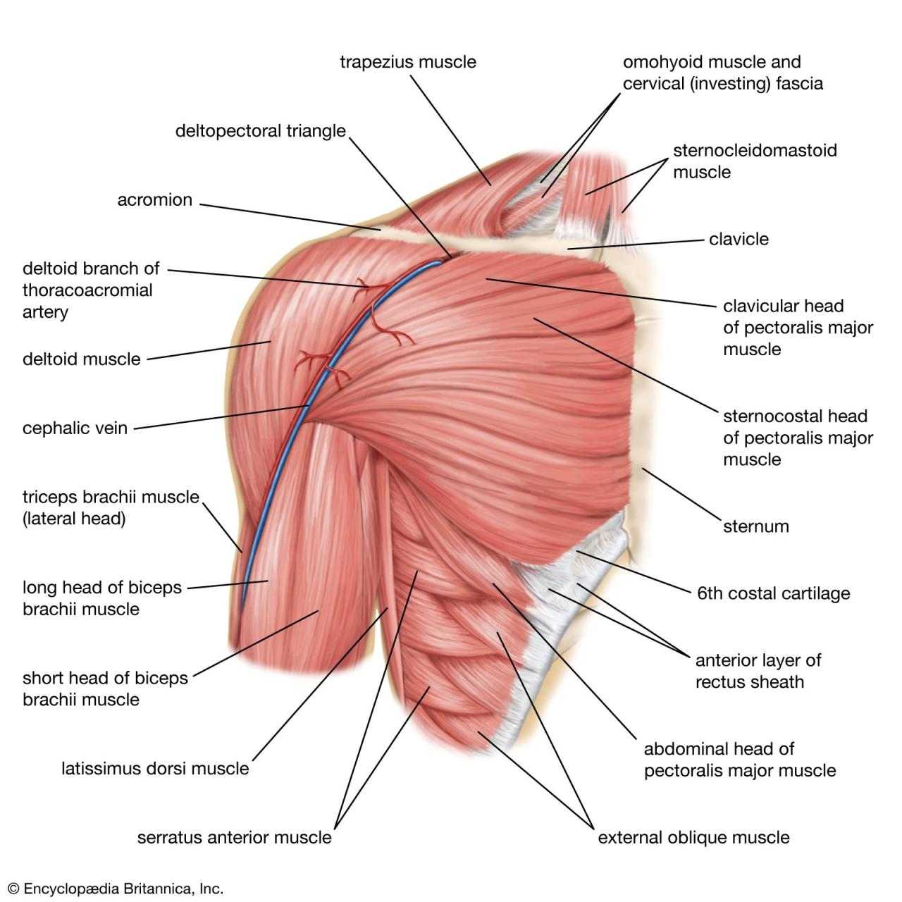 Human Muscle System - Shoulder Muscles, Joints, Movements | Britannica