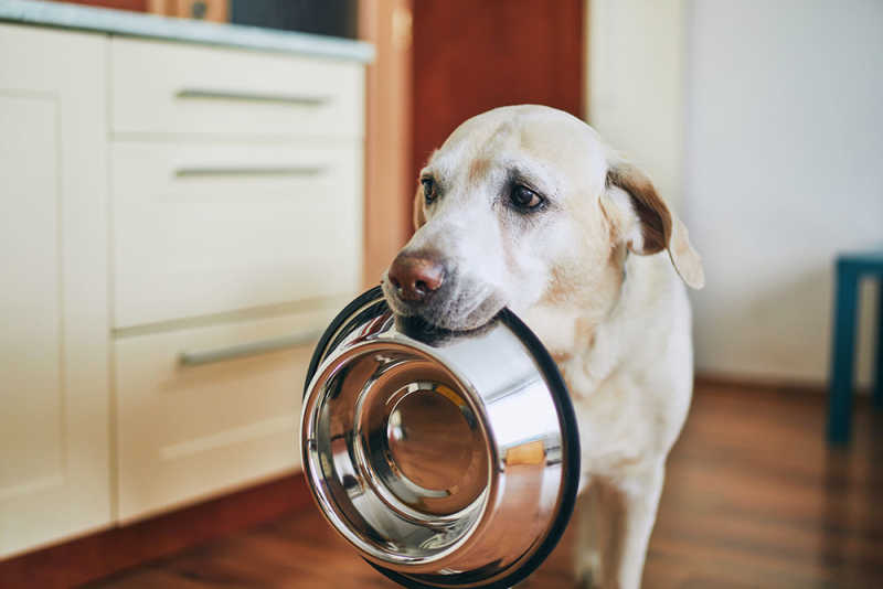 How To Put Your Dog On A Diet | Small Door Veterinary