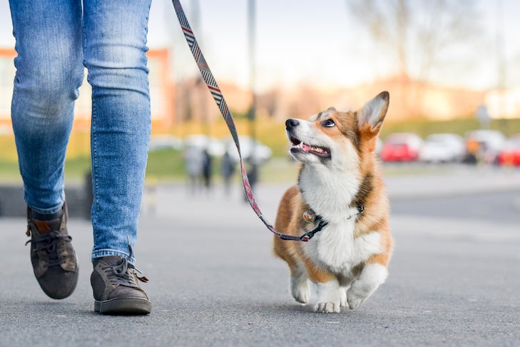 Do I Need A Dog Walker? How To Find & Choose One