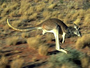 Kangaroo - Adaptations, Locomotion, Socialization | Britannica