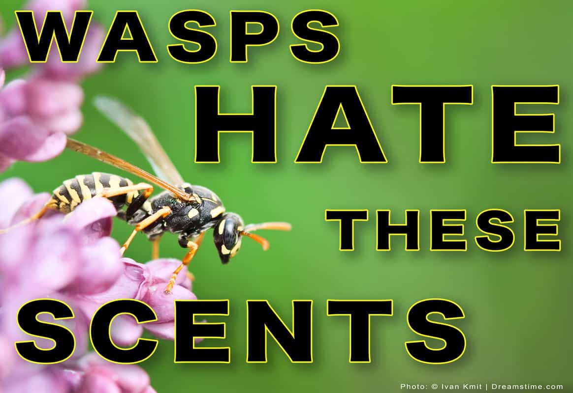 8 Scents That Wasps Hate (And How To Use Them) - Pest Pointers