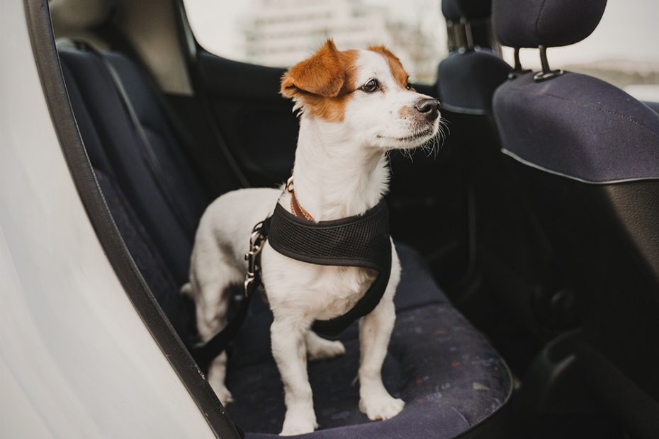 6 Ways To Secure Your Dog In The Car · The Wildest