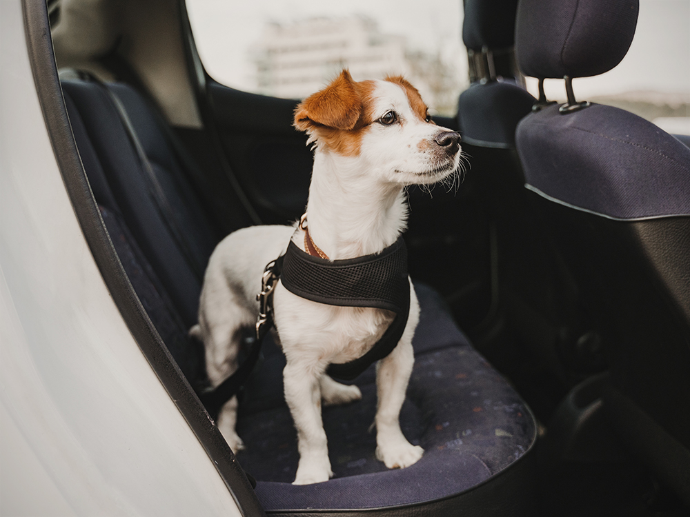 6 Ways To Secure Your Dog In The Car · The Wildest