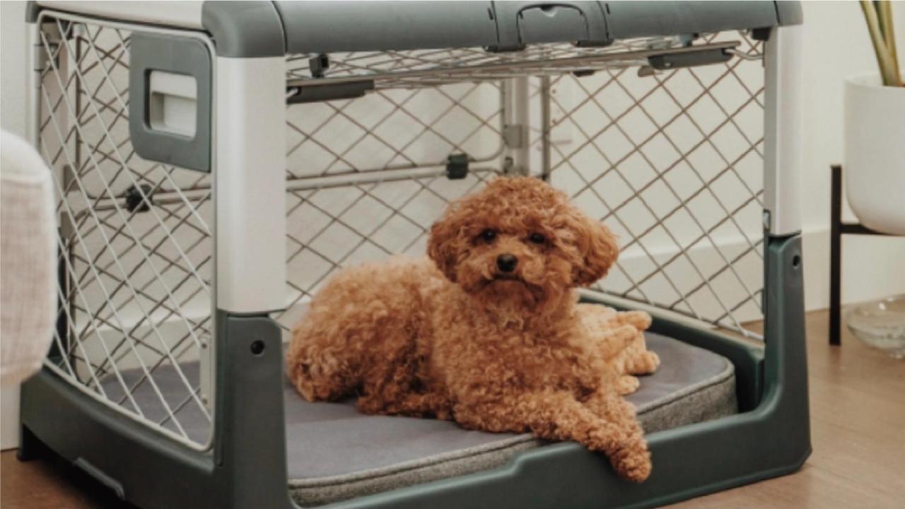5 Do'S And Don'Ts Of Crate Training - Diggs