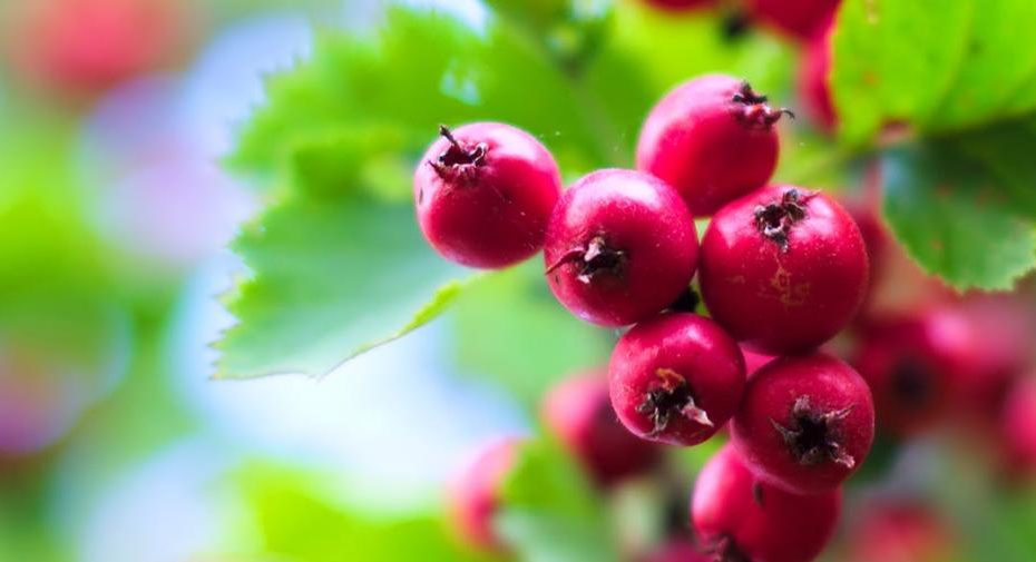 Benefits Of Hawthorn For Your Dog