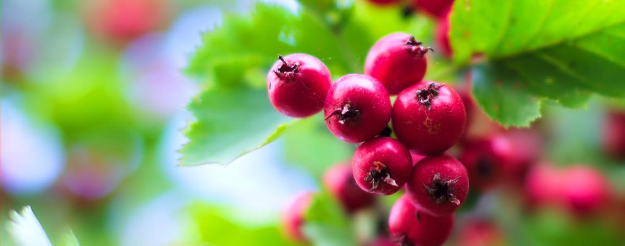 Benefits Of Hawthorn For Your Dog