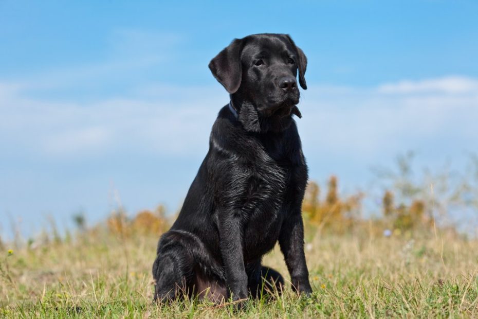 How To Train A Labrador To Be A Watchdog | Pawtracks