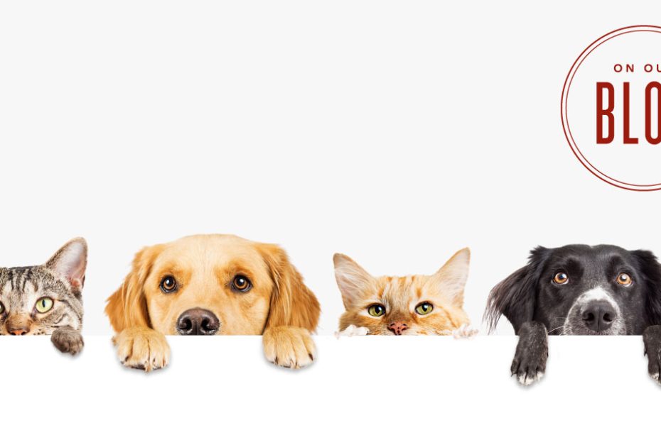 Essential Oils For Pets | Uses & Benefits | Young Living Blog
