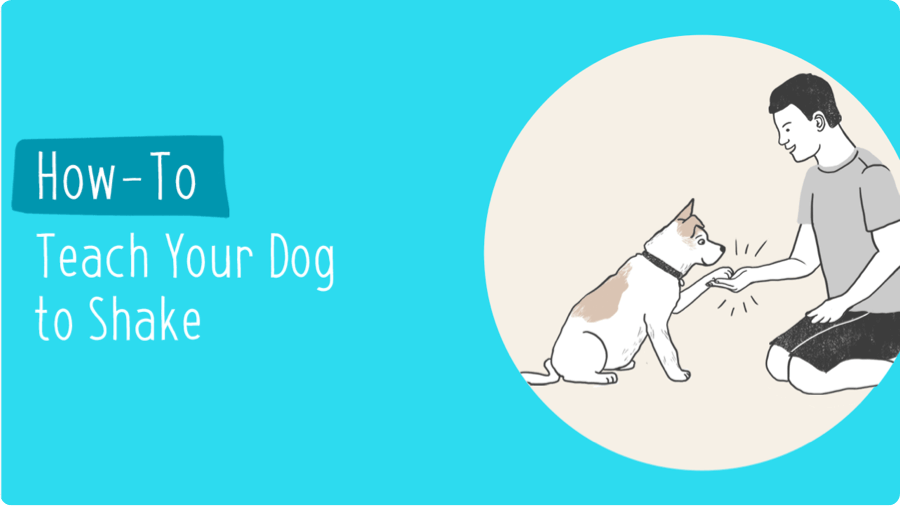 How To Teach Your Dog To Shake | Zoetis Petcare