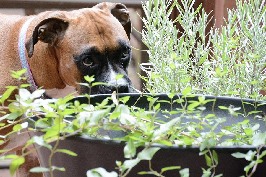 15 Plants Toxic To Dogs | Aspca® Pet Health Insurance