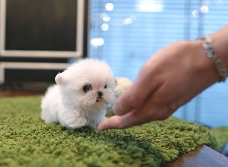 Teacup Maltese: All You Need To Know About This Tiny Pup - K9 Web