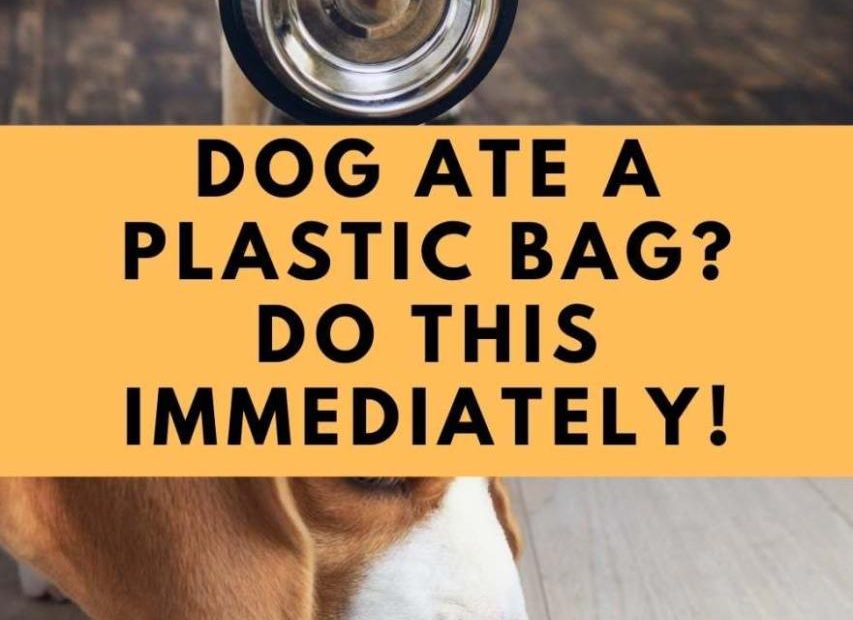 Dog Ate Plastic Bag? What You Should Immediately Do! - Labradoodle Home