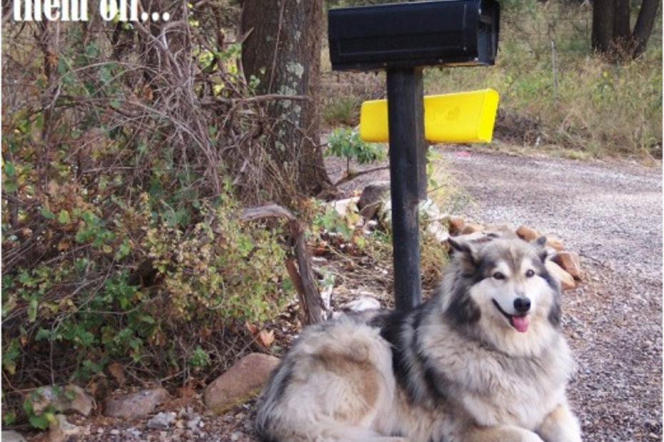 Three Reasons Dogs Hate The Mailman - Dog Discoveries