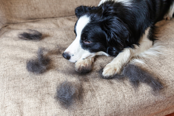 6 Causes Of Dog Shedding And How To Control It | The Village Vets