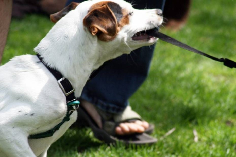 Should Your Dog Always Be Kept On A Leash? - The Dodo