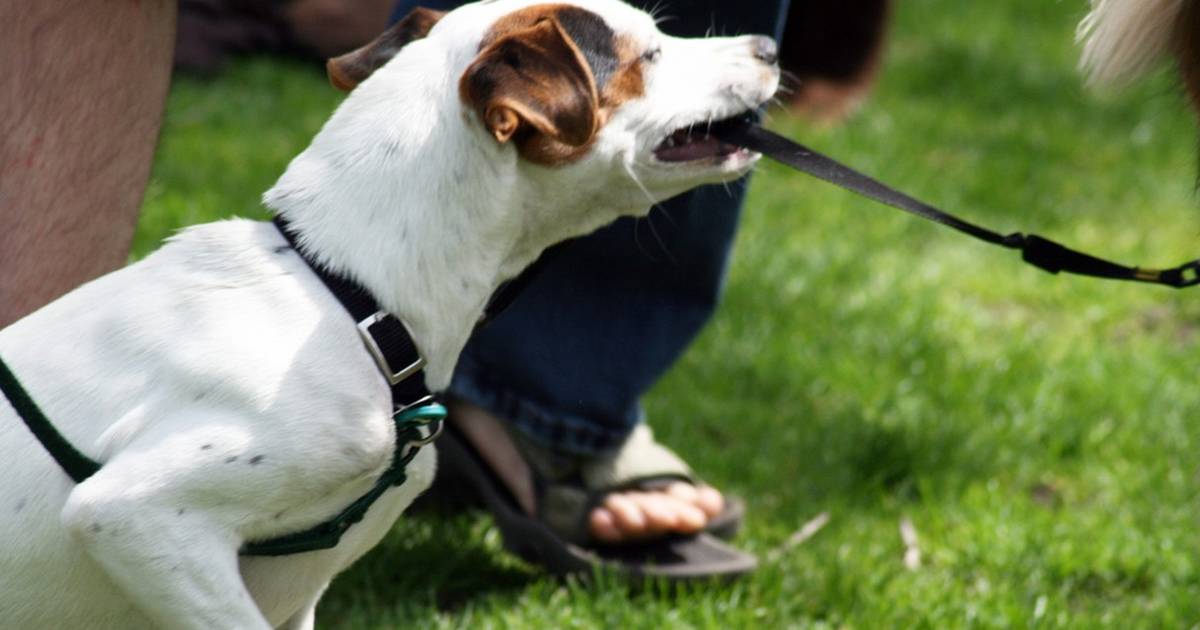 Should Your Dog Always Be Kept On A Leash? - The Dodo