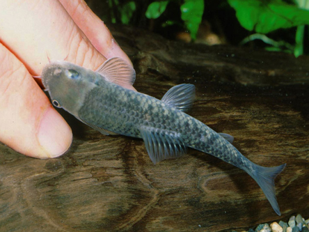 Garra Rufa Fish, Size: 1.5 To 3 Inch