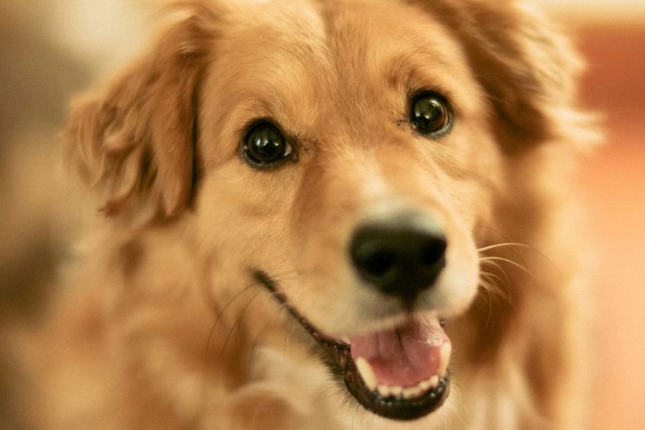 10 Reasons Why Dogs Are The Best Pets
