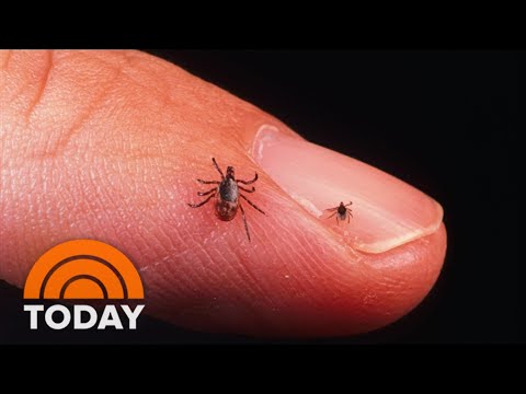 New Lyme Disease Vaccine Enters Final Phase: What To Know